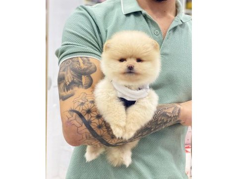Pomeranian boo yavrular