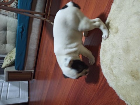 Maskeli french bulldog yavruları