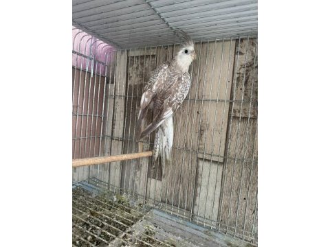 Satılık sultan papağanları – grey ve wf dişi