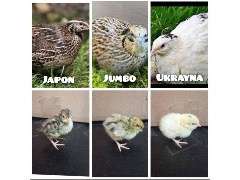 Yeni çıkım bıldırcın yavruları (6 çeşit)