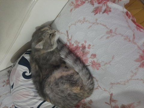 Acil yuva british longhair
