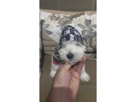 1 erkek ve 1 dişi yavru köpeğimiz