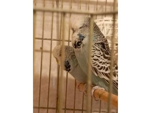 Show jumbo muhabbet kuşları