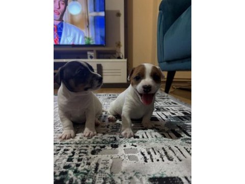 Jack russell minnikler