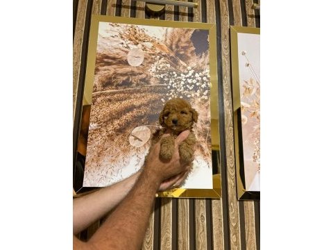 Kucuk seker poodle mınıkler