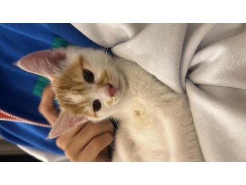 2.5 aylık erkek sarı beyaz tekir kedi yavrusu