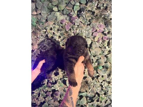 Burkemden safkan alman çoban köpeği yavruları