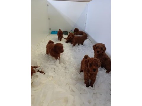 Toy poodle yavrularımız ömürlük aileleri bekliyor