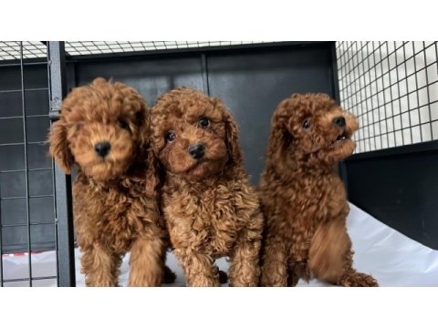 Orjnal tam toy poodle bebekler