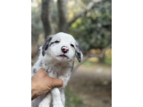 Üreticiden safkan border collie