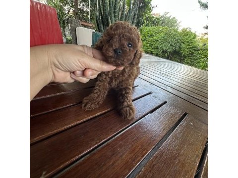 Teacup premium poodle yavrularımız