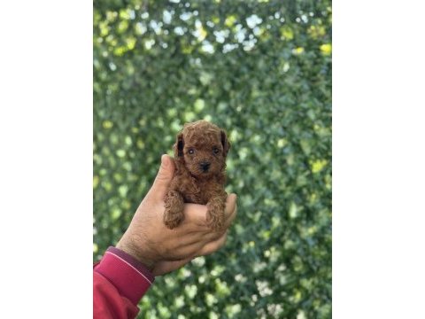 Irk ve sağlık garantili toy ve teacup poodle