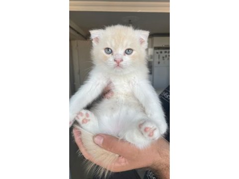 Scottish fold kedimize acil yuva