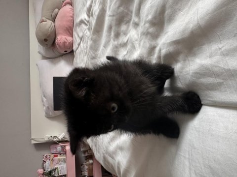 Siyah dünyalar tatlısı british shorthair yavrumuza yuva