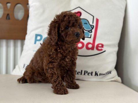 Petmode köpek çiftliğinden ziyarete açık toy poodle