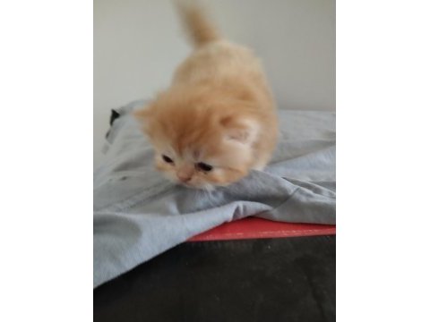3 adet kedilerim