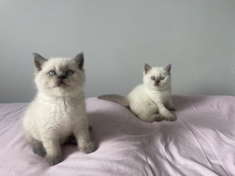 Safkan blue point bir dişi bir erkek kedimiz