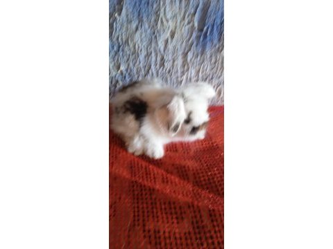 Teddy lop tavşanı yavrular sütten kesilmiş durumda