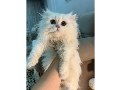 Blh ns1233 erkek british longhair yavrumuz