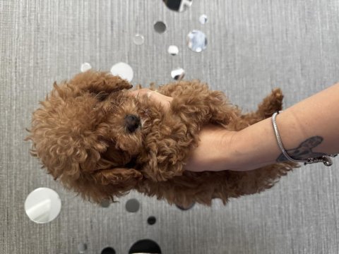 Tuvalet eğitimli evde büyüyen poodle yavrular