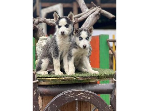Irk garanti husky yavrularımız