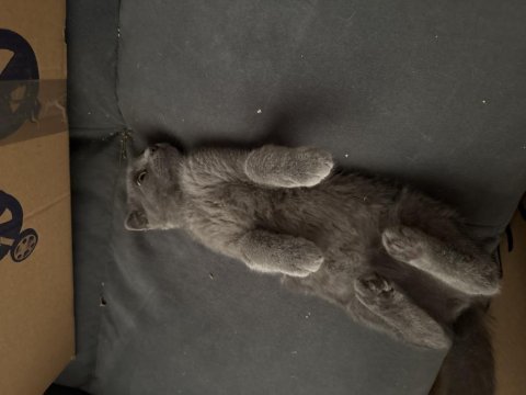 Sağlıklı ev kedisi scottish fold