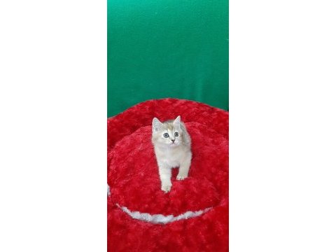 Golden british shorthair