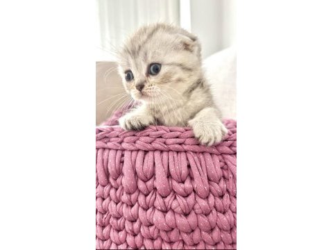 7 ağustos doğumlu british shorthair bebekler
