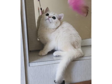 Scottish straight shorthair dişi