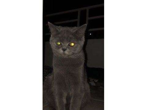 British shorthair kedimiz paşa atlas