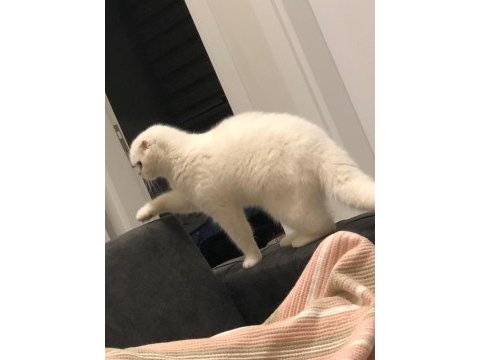 Scottish fold