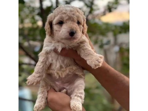 Sevimli maltipoo köpekler