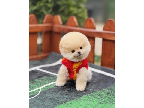 Büyümeyen cins pomeranian boo