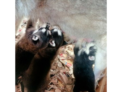Erkek ve dişi husky yavruları mavi gözlü