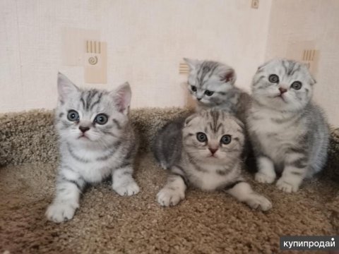 Scottish fold kittens