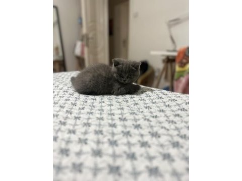 Tatlı yavrumuza yeni yuva arıyoruz scottish fold