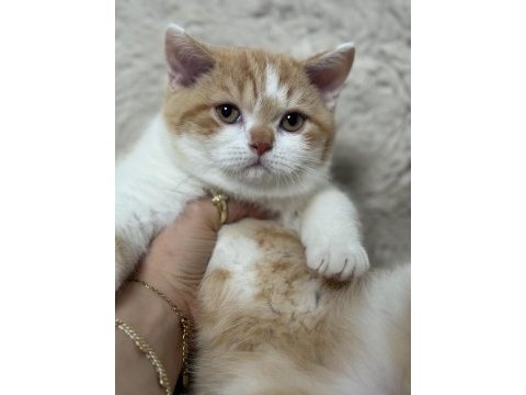 Safkan british shorthair red bicolor 3 aylık erkek