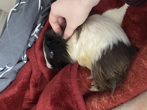 Ginepig dişi ve erkek