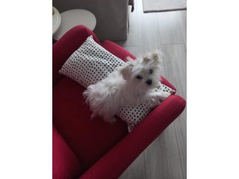 5 aylık morkie teacup