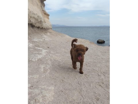 Özel red brown mini toy poodle yavruları