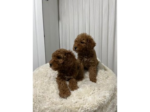 Mükemmel toy poodle yavrular yeni ailesini arıyor