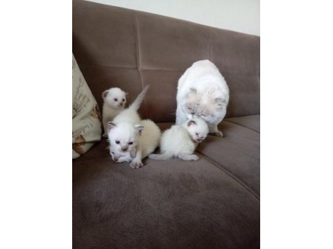 Scottish fold baba siyam anne ve yavruları