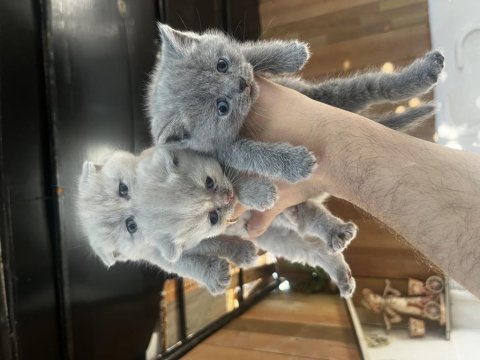 Biblo surat scottish fold bebişler