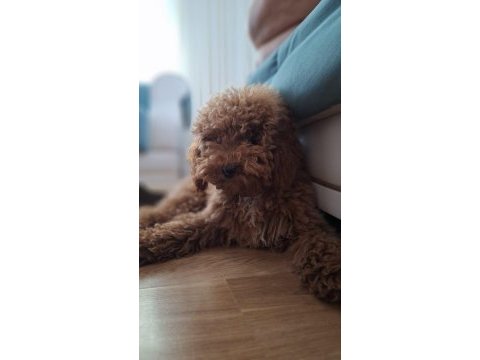 Yakışıklı erkek poodle