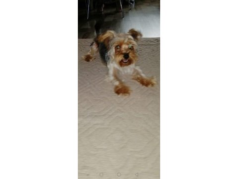 Çok sevecen orijinal terrier yorkshire esenler