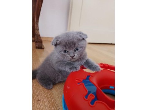 Gri kırık kulak yavru scottish fold
