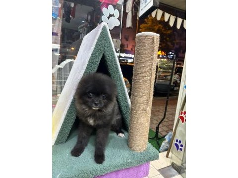Ped eğitimli erkek oyuncu pomeranian