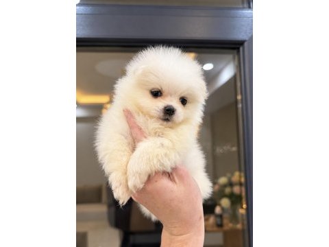 Mini boy pomeranian boo