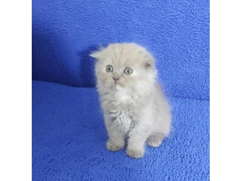 İstanbul içi adrese teslim lilak scottish fold longhair