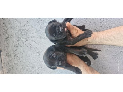 Cane corso köpeğimiz